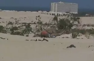 لطيف شقراء تمتص الديك و يبتلع نائب الرئيس افلام اجنبية اباحية سكس على الصب